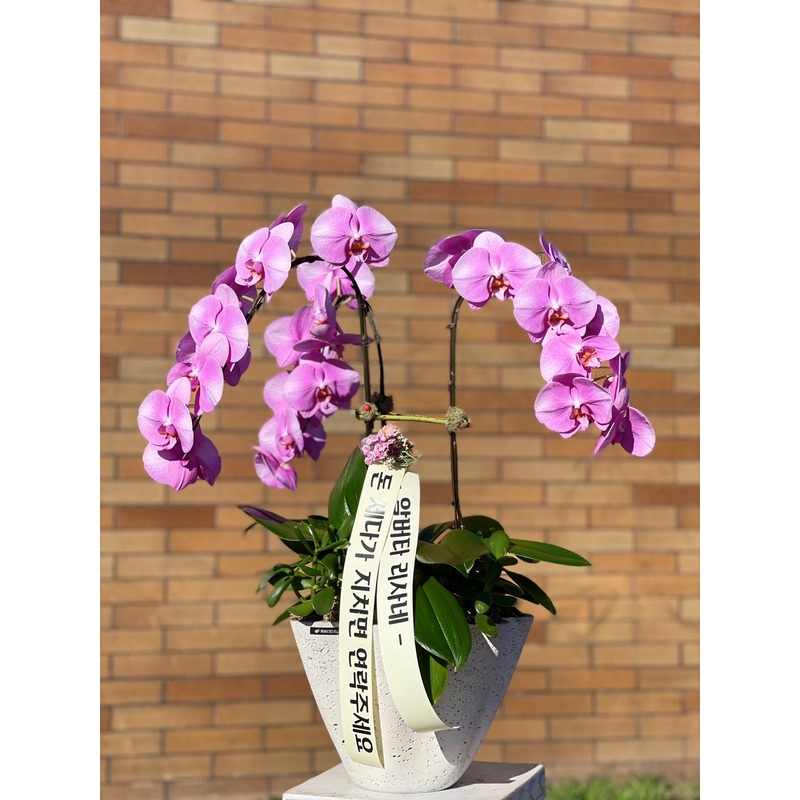 3 Stems Orchid Arrangement-Purple & White