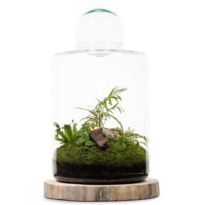 LULU & ANGEL: Garden Of Eden Terrarium