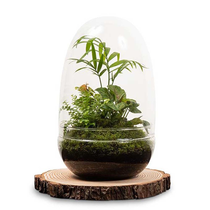 LULU & ANGEL: Rainforest Egg Terrarium