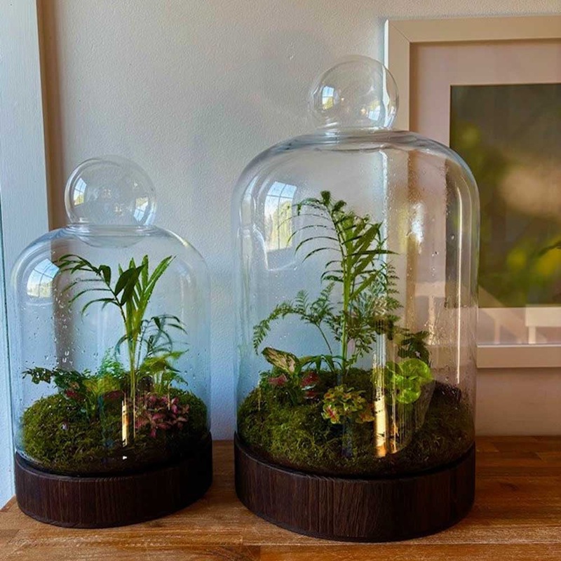 LULU & ANGEL: San Jose Terrarium | Dark Wood – Medium