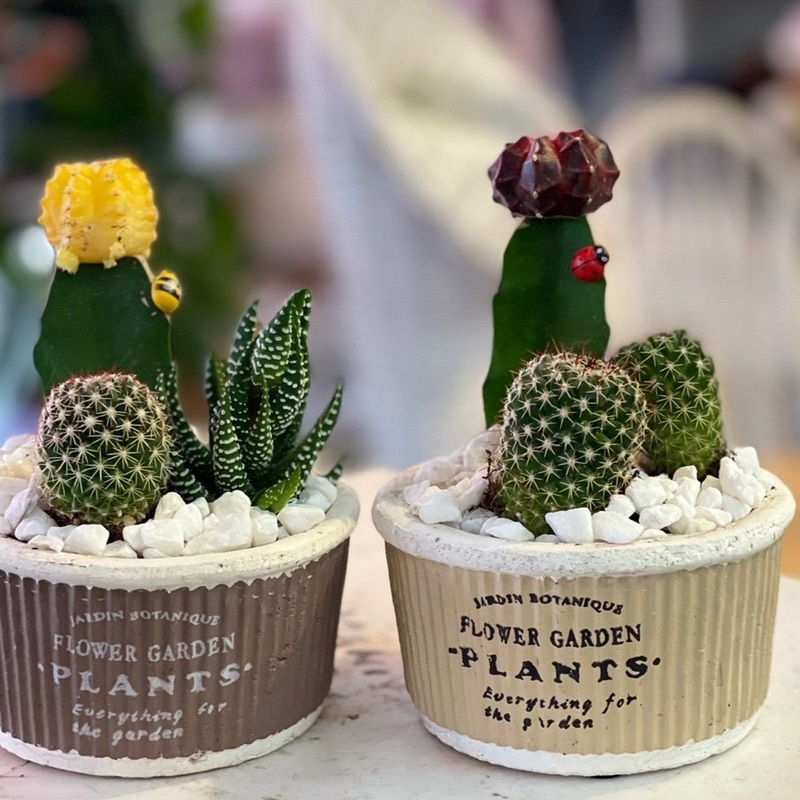 My Little Garden-Standard