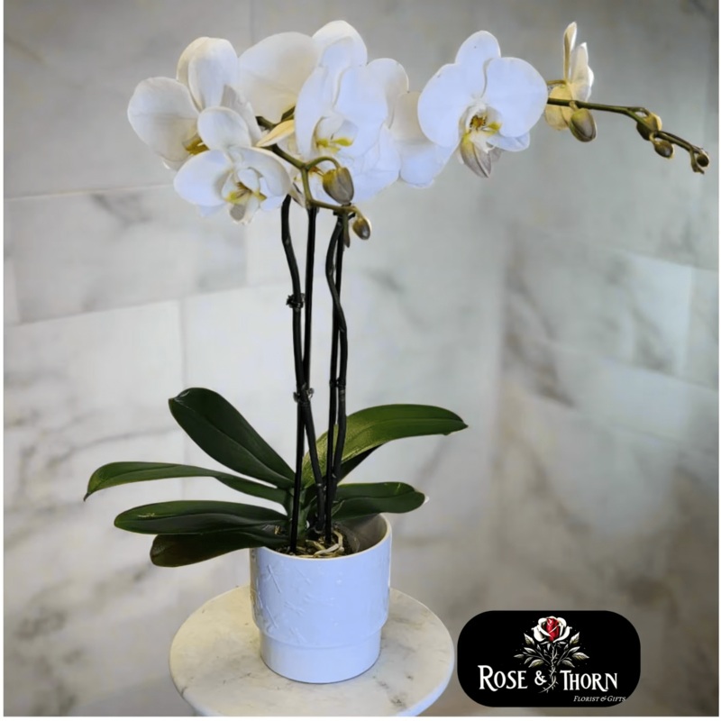 Cloud White Orchid IN. 140-Standard & Premium