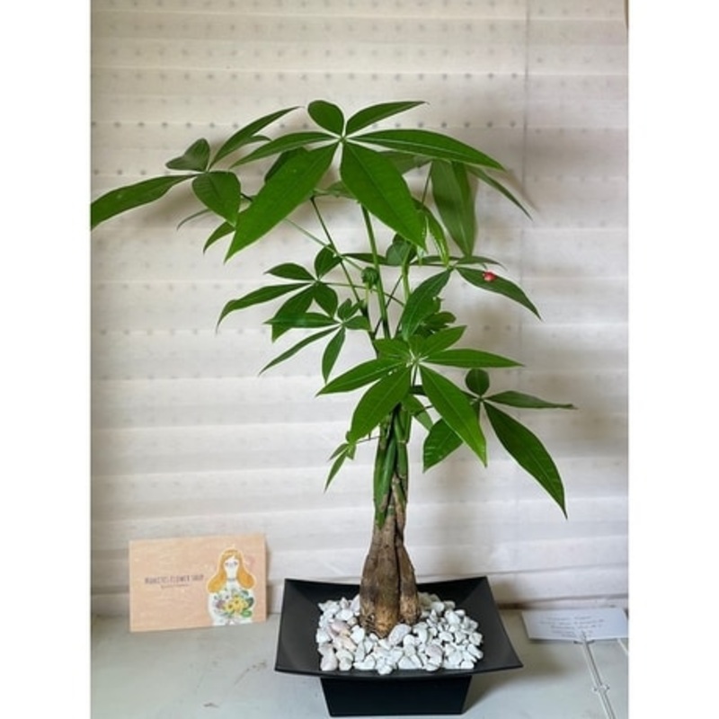 Money Tree-Standard 4″ & 4″ with Ceramic Pot & 6″ with Ceramic Pot/ Plastic Pot with Stand & 10″ L:arge Size