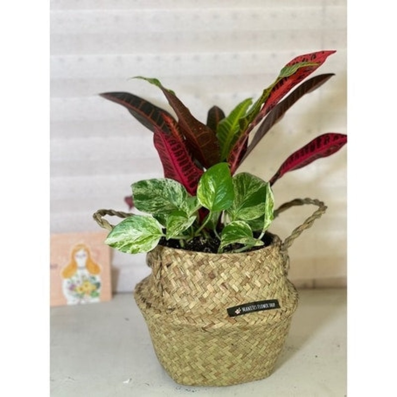 Nature’s Garden-Standard