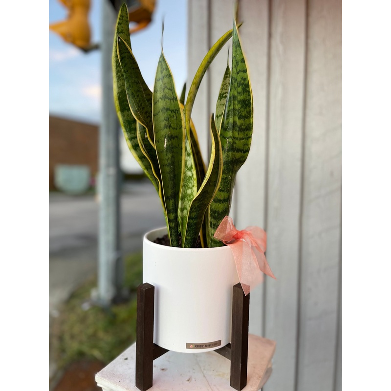 Sansevieria Arrangement-Standard & Deluxe