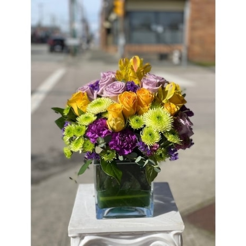 Splendid Surprise-Standard