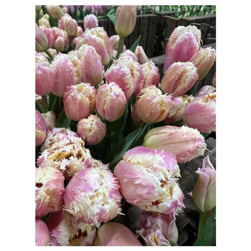Mother’s Day Fringe Tulips – Pre-order for Thursday 27th to Sunday 30th March