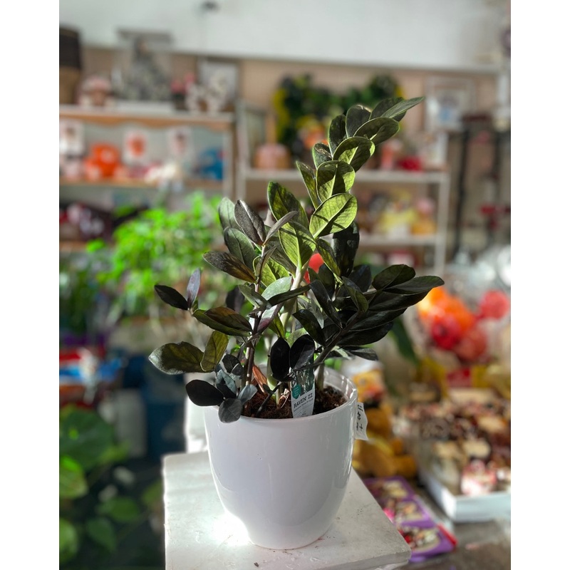 Zanzibar Plant (Money Plant)-6″ in Ceramic Pot & 10″ in Basket