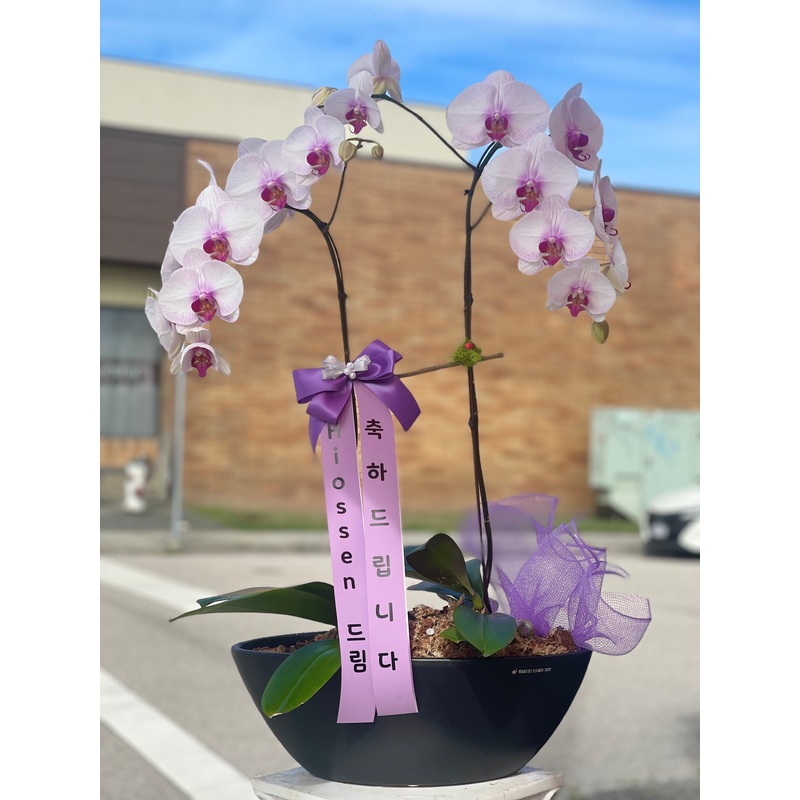 2 Stem Orchid Arrangement