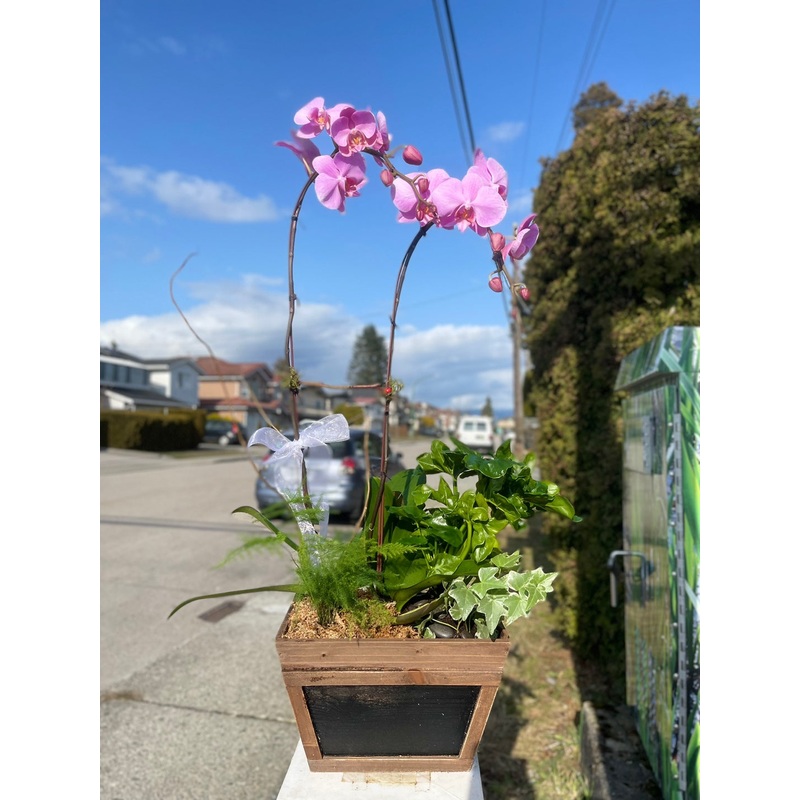2 Stem Orchid Planter Arrangement