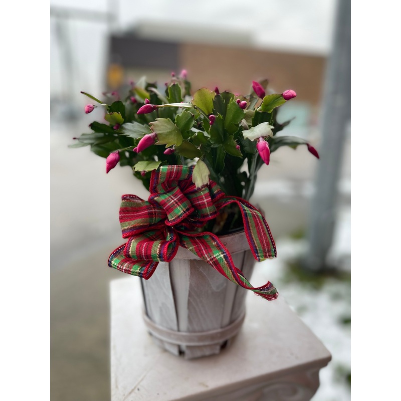 Christmas Cactus