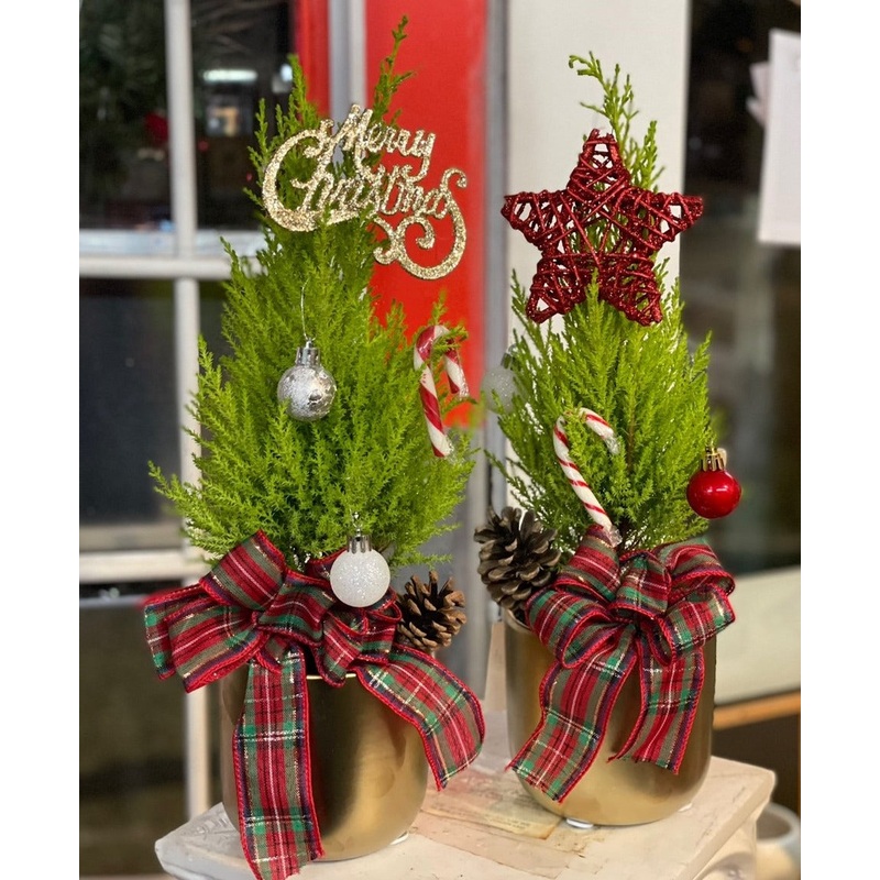 Christmas Cypress Plant