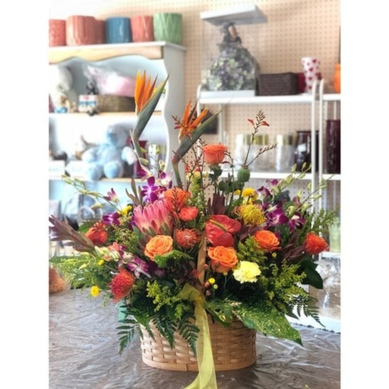 Exotic Grace-Standard