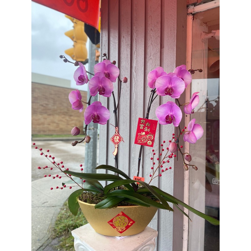Fortune 2 Stem Orchid Arrangement