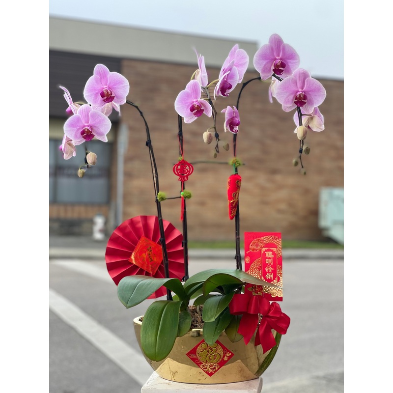 Fortune 3 Stem Orchid Arrangement