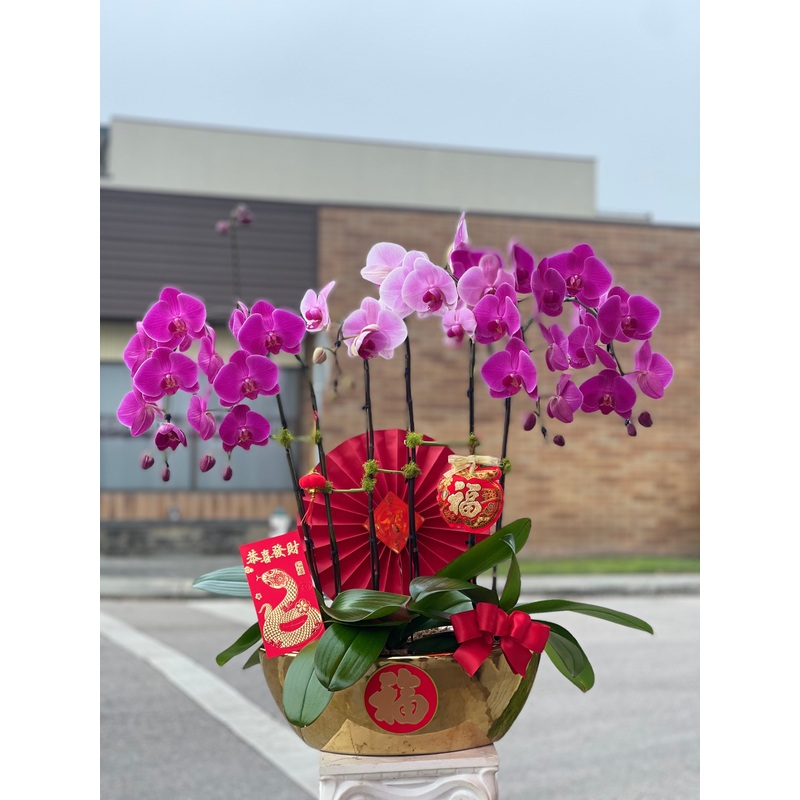 Fortune 6 Stem Purple Orchid Arrangement