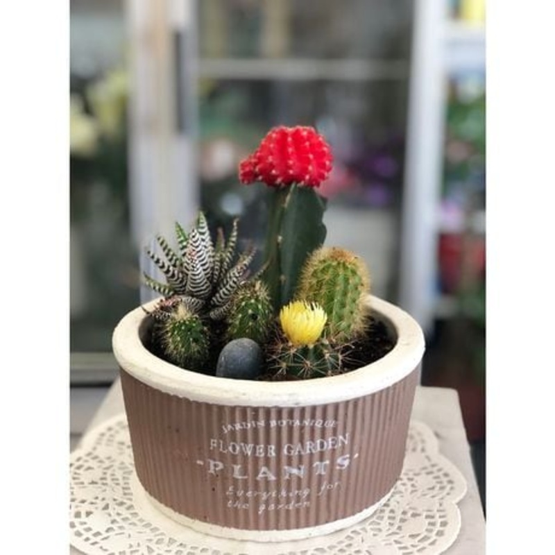 Joyful Cactus-Standard