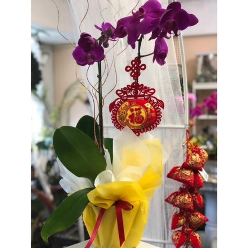 Lucky 1 Stem Purple Orchid-Standard