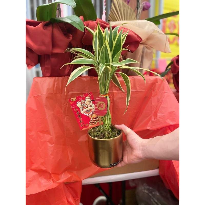 Lucky Bamboo-Standard