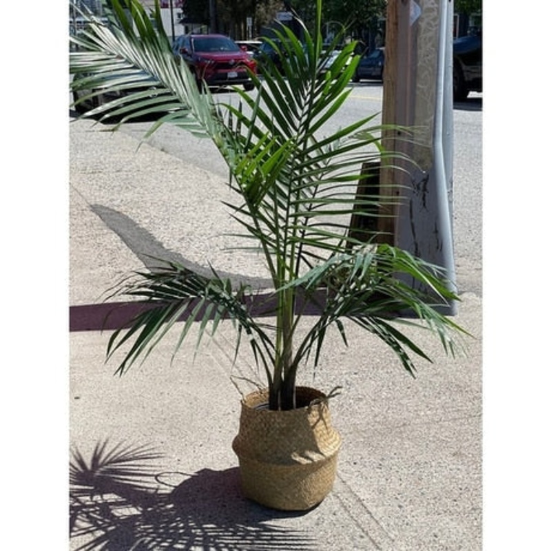 Palm Tree-With Basket & With Vase