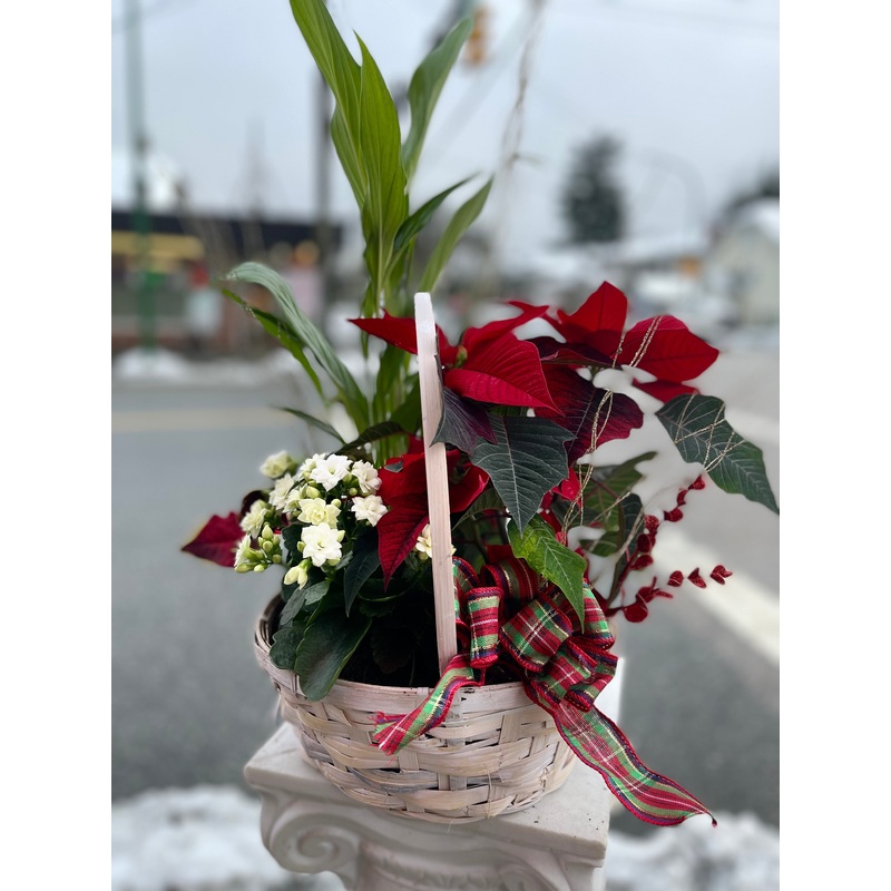 Poinsettia Basket