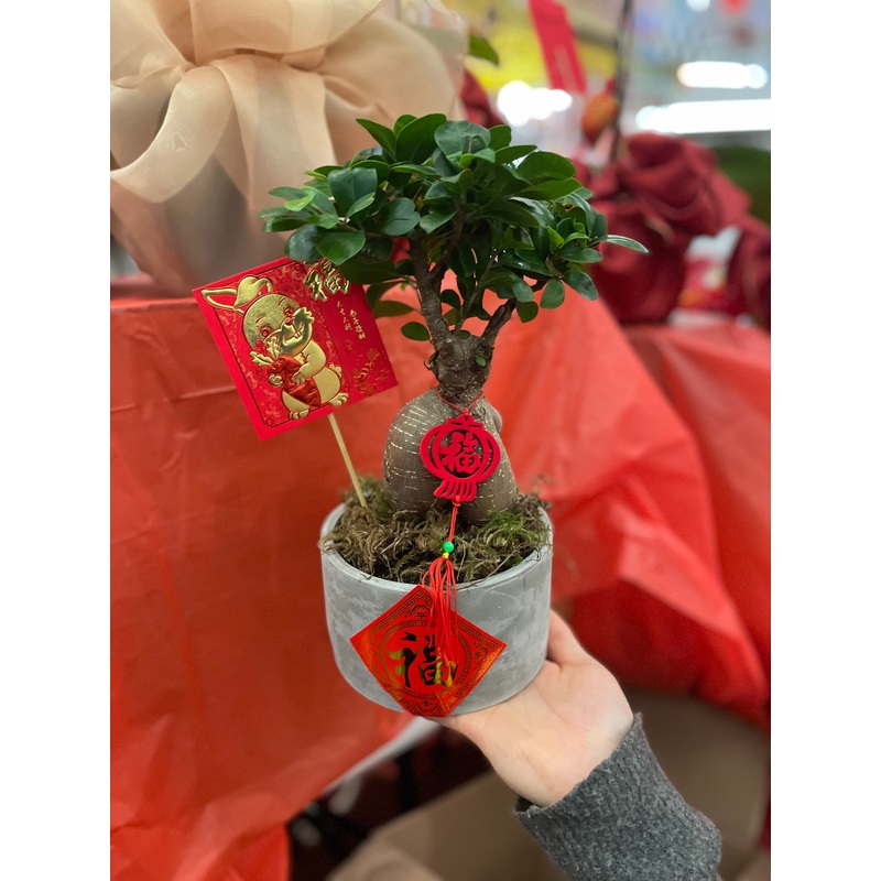 Prosperity Bonsai Plant-Standard & Golden Pot