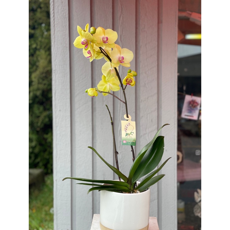 Yellow Orchid-Standard