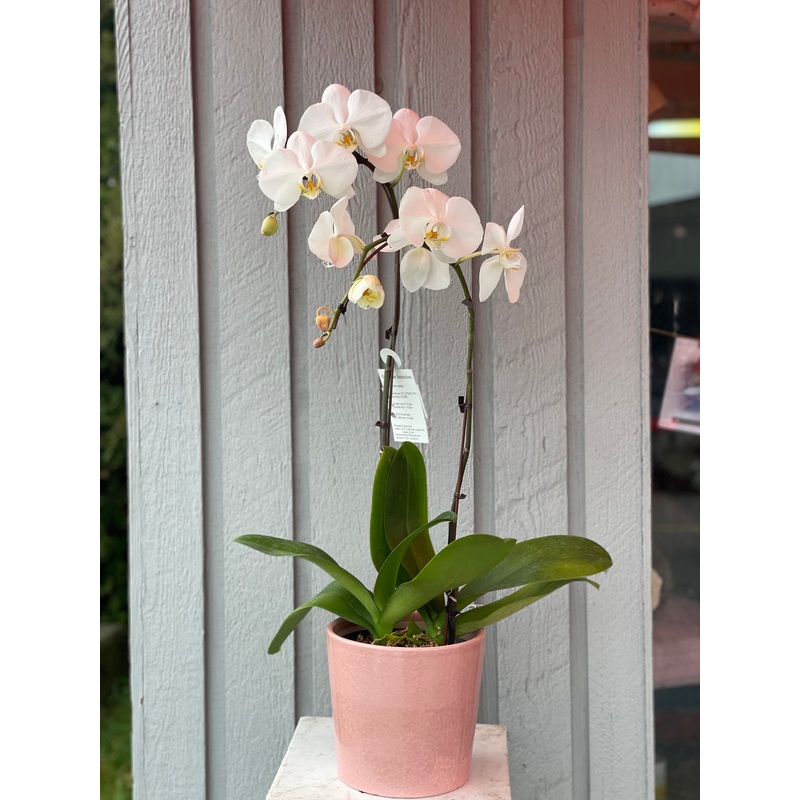 2 Stem White Orchid