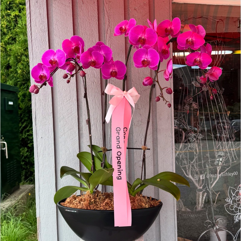 4 Stem Orchid Arrangement