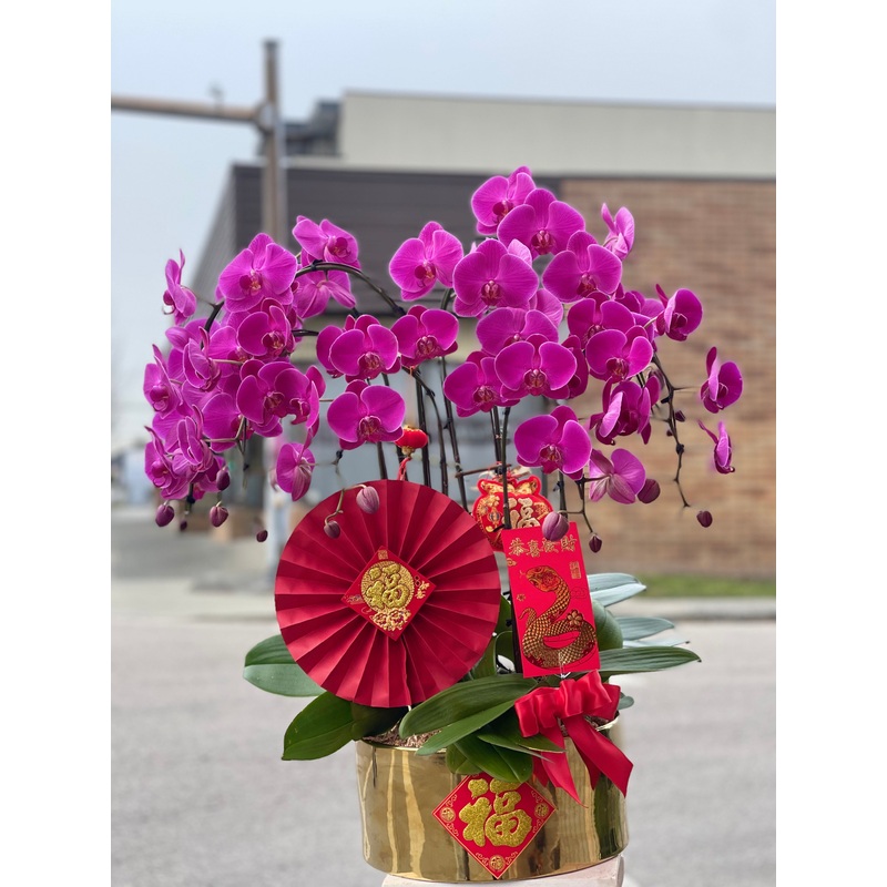 Fortune 8 Stem Orchid Arrangement