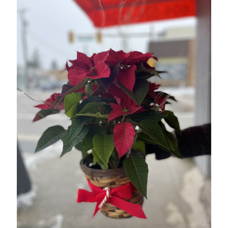 Poinsettia-6 inch (15cm) & 8 inch (20 cm) & 10 inch (25cm)