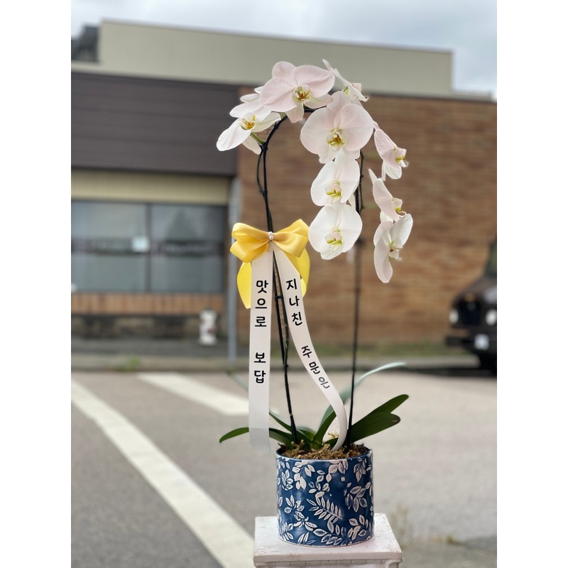 White Orchid-Single Stem & Double Stem