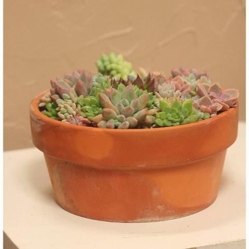 Succulent Garden-Standard