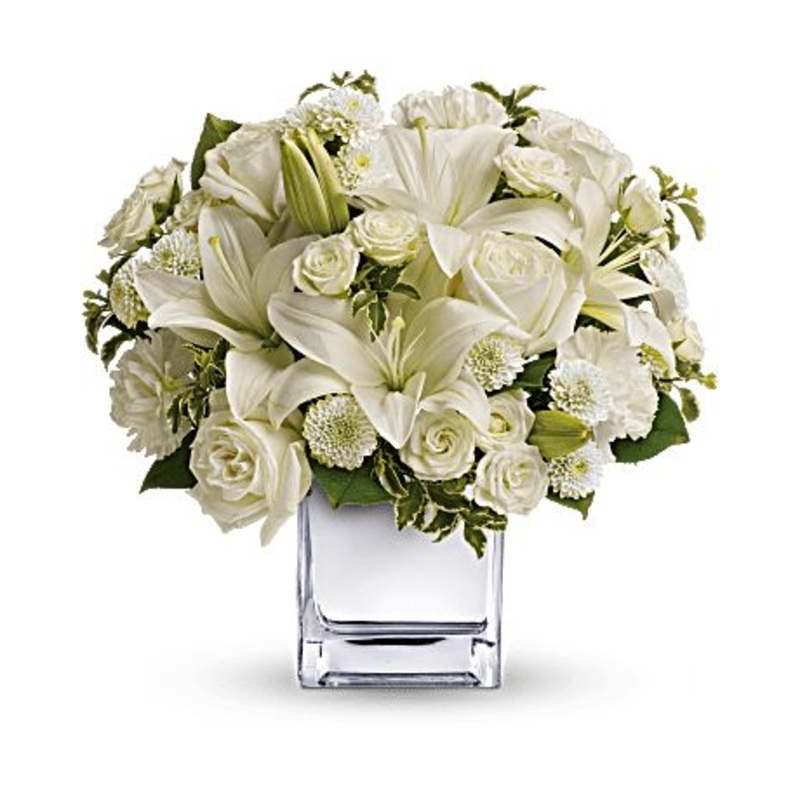 White Snow-Standard & Premium & Exquisite