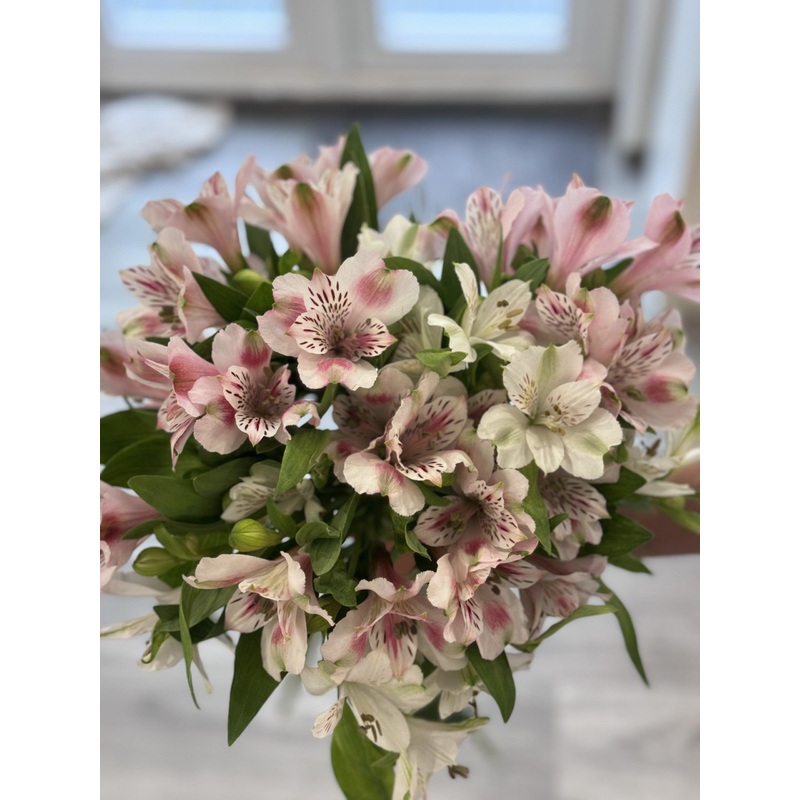 Alstroemeria (Peruvian Lilies)