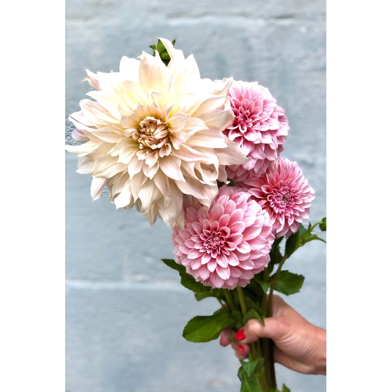 Dahlias-Ball Variety (small) & Dinner Plate Luxe Variety (med/lg)