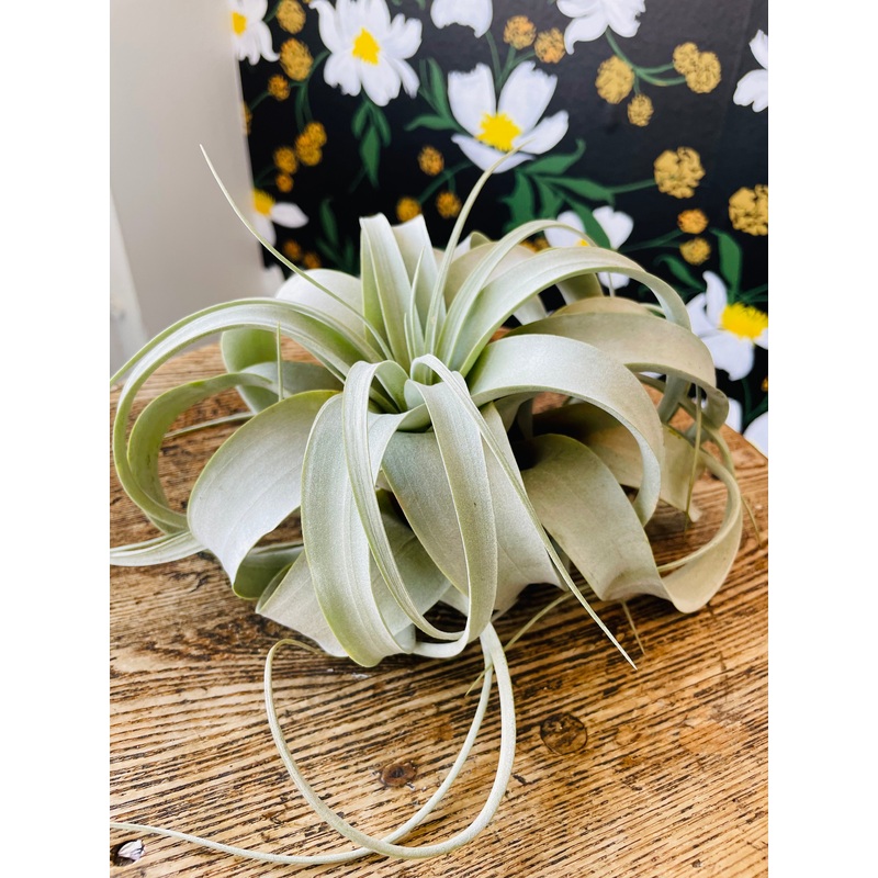 Xerographica Airplant