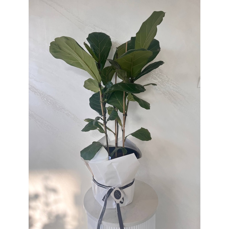 Fiddle Leaf Fig-Gift Wrap & Ceramic Pot (+$35)