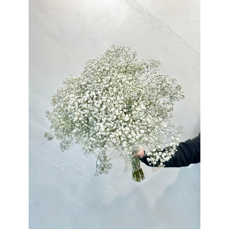 Gypsophila