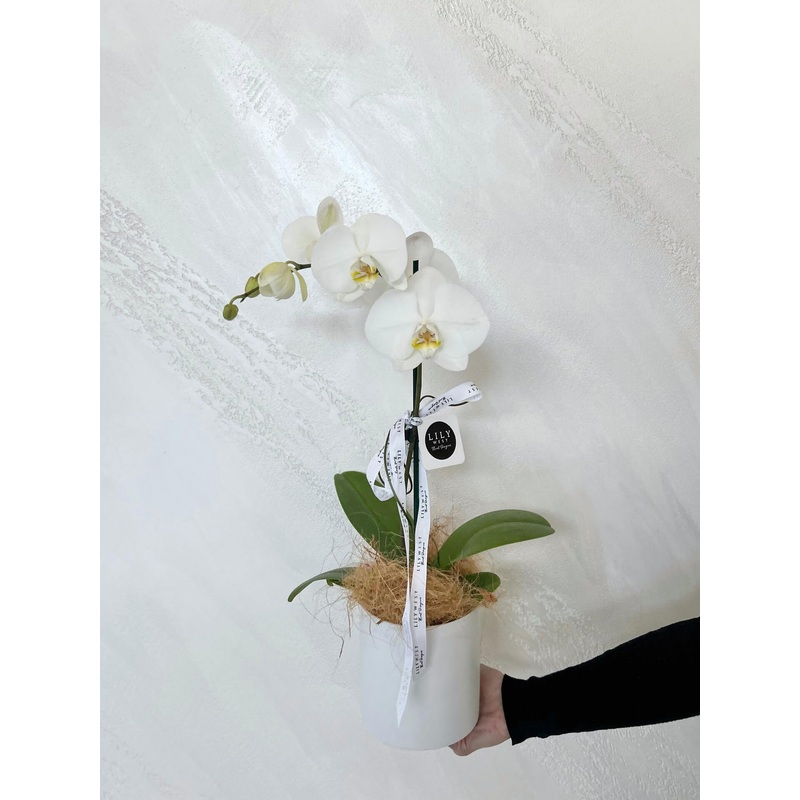 Phalaenopsis Orchid Plant-Don’t Include Orchid Care Gift Pack & Include Orchid Care Gift Pack (+$30)