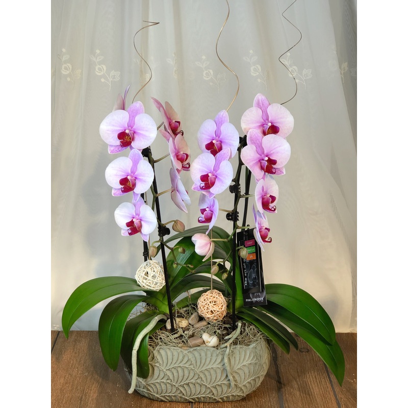 Double Mini Swan Orchid – K5072