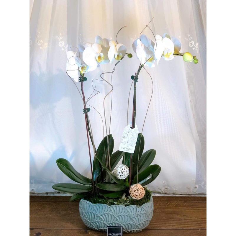 Double Orchid 5 – K5079