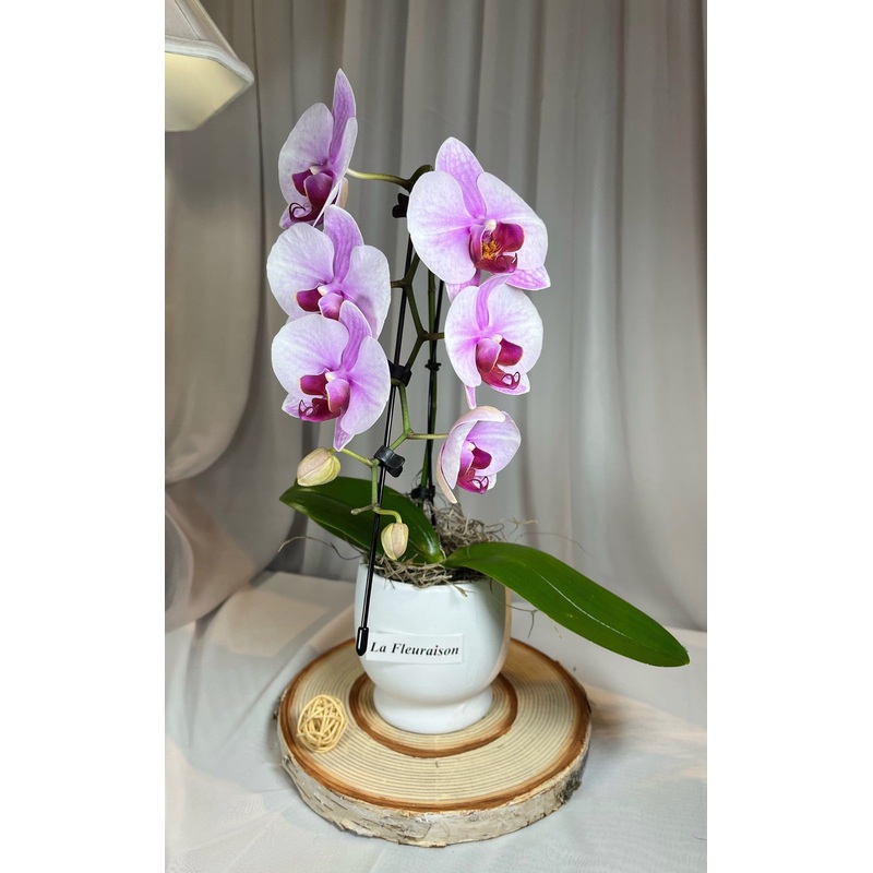 Mini Swan Orchid – K5070