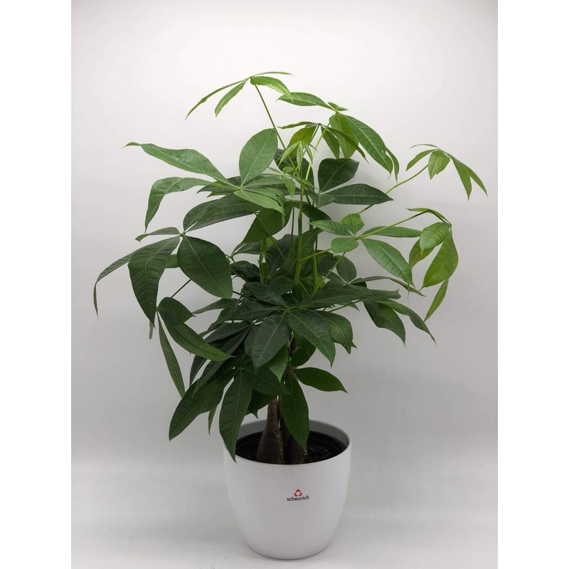 Money Tree – K5630-With & Without