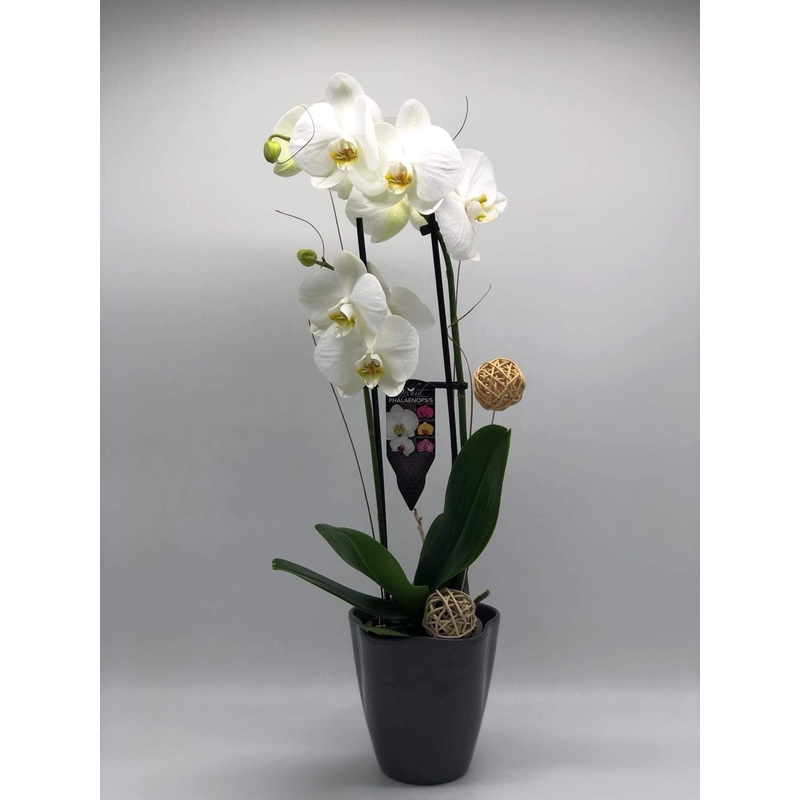 Orchid 5 – K5077