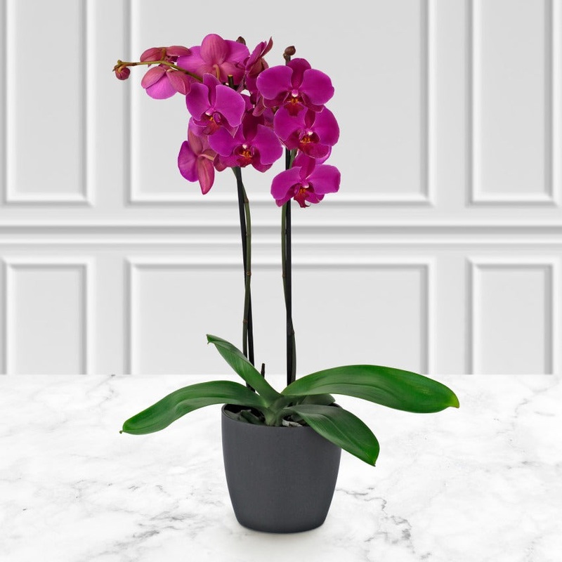 Orchid 5 – K5078