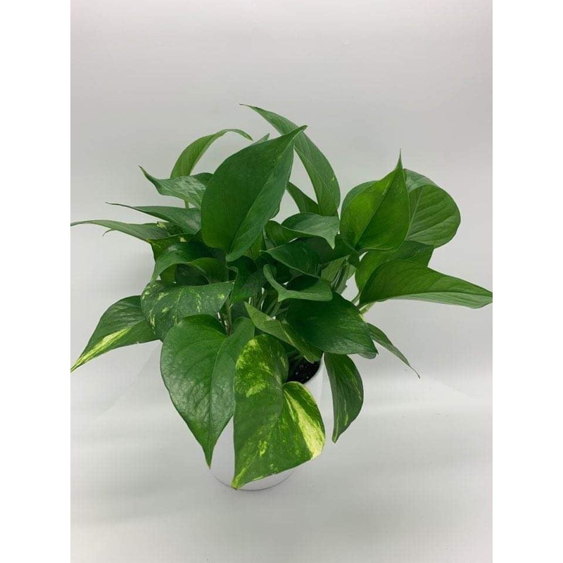 Pothos – K7001-With & Without