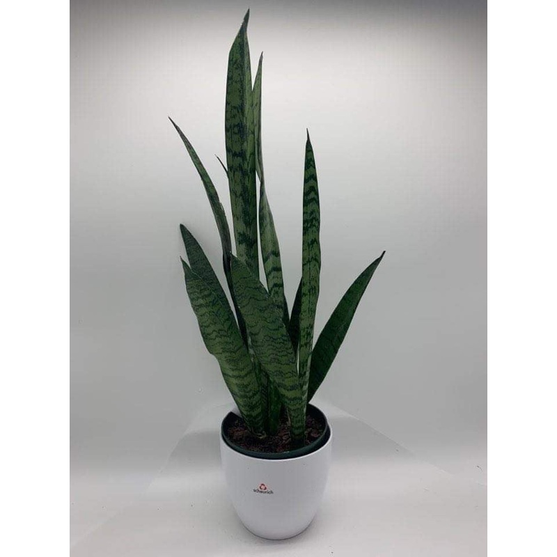 Sansevieria – K4657-With & Without