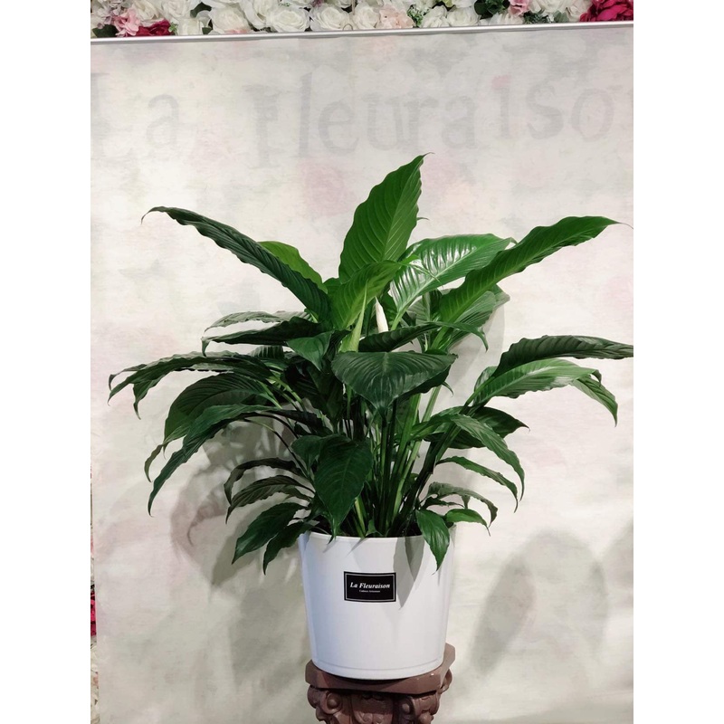 Spathiphyllum – K4661-With & Without