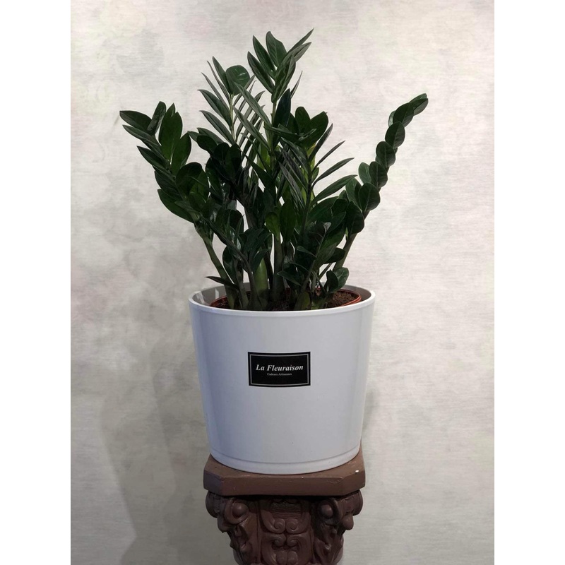 Zamioculcas 6 – K6014-With & Without